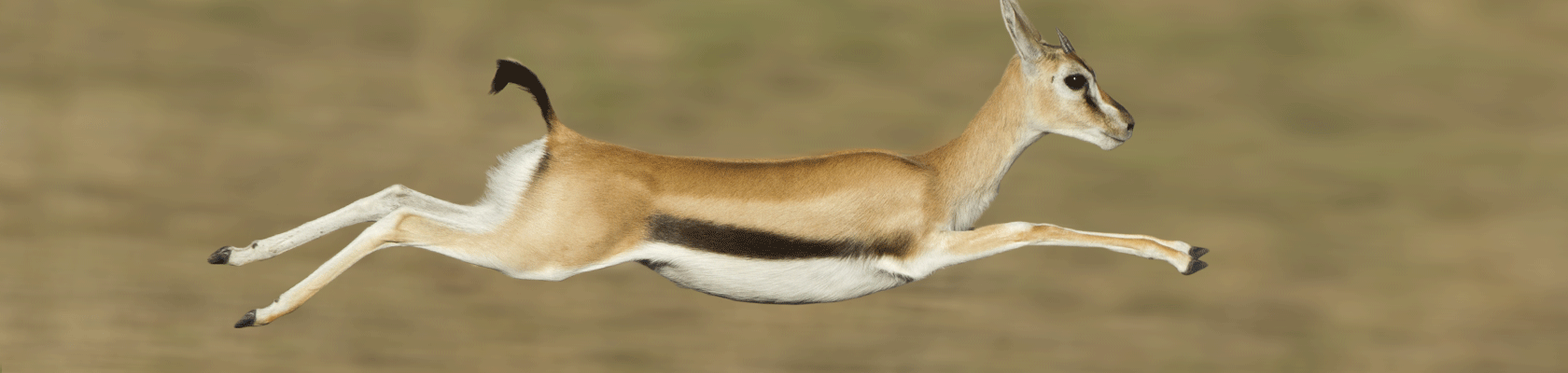 Op safari in het Krugerpark