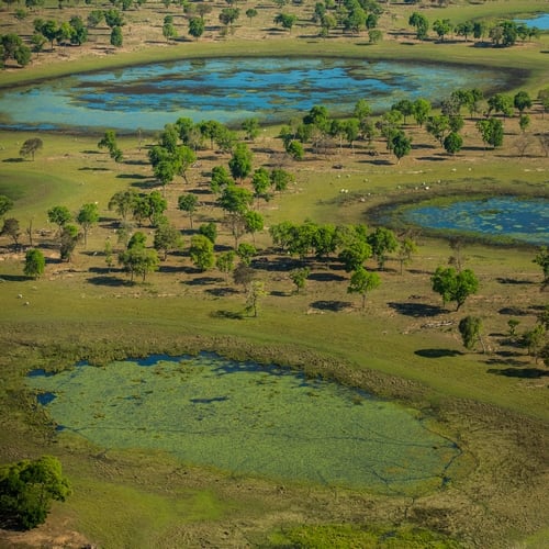 Pantanal