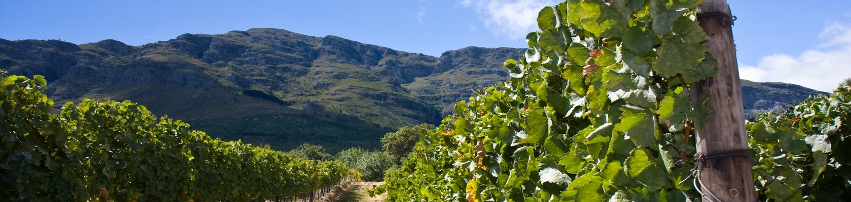 Kaapse wijnlanden