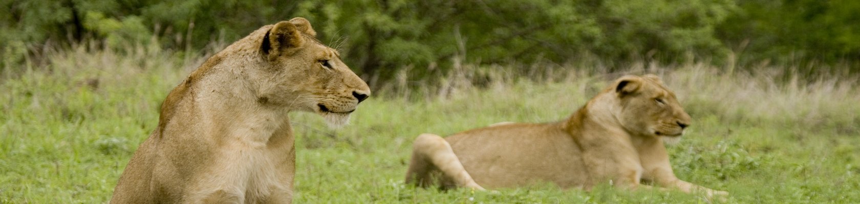 Krugerpark