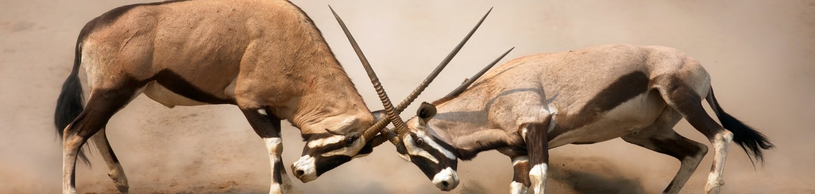 Etosha Nationaal Park