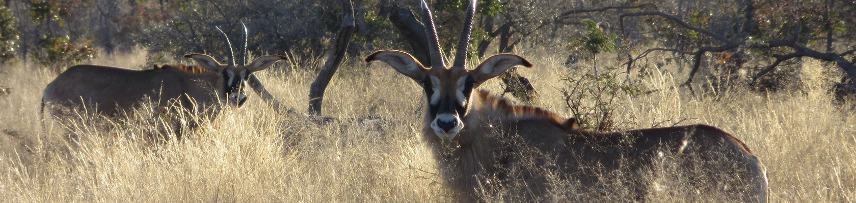 Caprivistrook