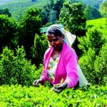 lk_al_nuwara_theevelden_154733720.jpg