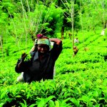 lk_al_kandy_theevelden_63129247.jpg