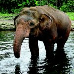 id_al_sumatra_olifant_93153805.jpg