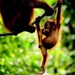 Baby oerangoetan