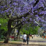 ar_al_buenosaires_jacaranda_202383607.jpg