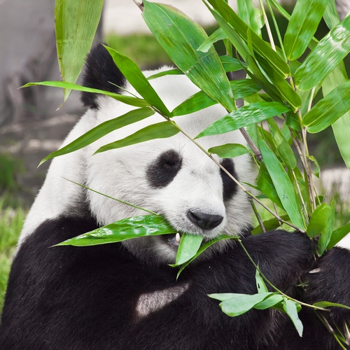 Pandareservaat van Chengdu