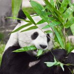 cn_al_chengdu_panda.jpg