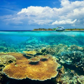 id_al_gili_koraal_166849130.jpg