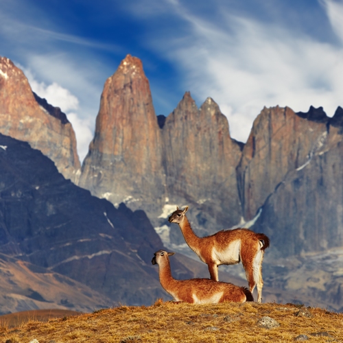 Guanacos in Torres del Paine Nationaal Park