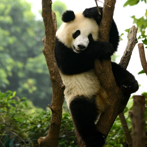 cn_al_chengdu_panda_214102651.jpg