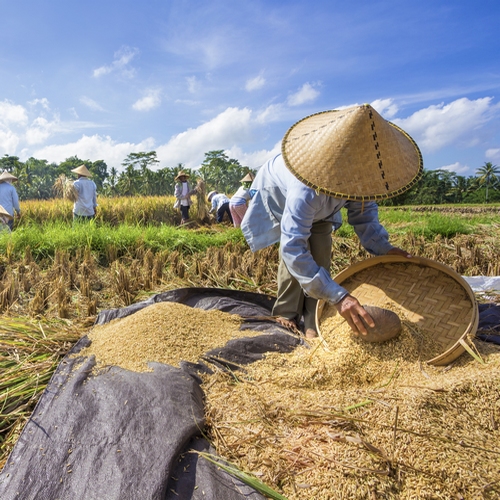 Rijstwerkers in de omgeving van Ubud