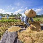 id_al_bali_rijstwerkers_173811200.jpg