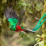 cr_al_quetzal_193860626.jpg
