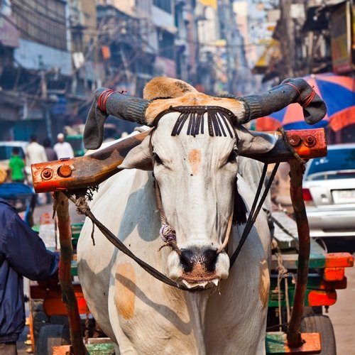 in_al_delhi.jpg