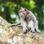 Monkey Forest, Ubud