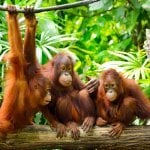 Orang Oetans