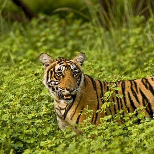 Tijger in Kanha Nationaal Park