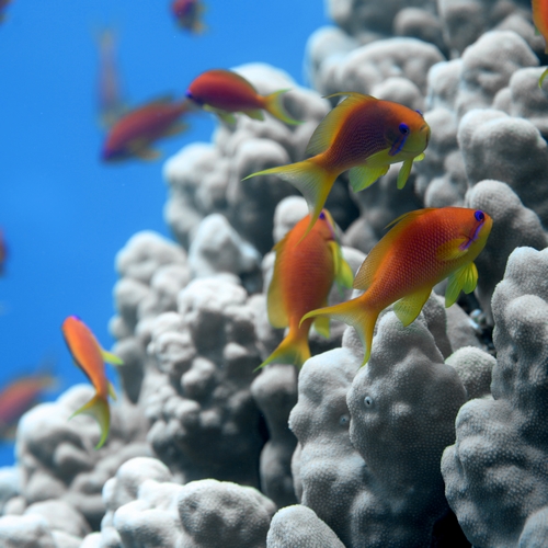 Aqaba, onderwaterwereld