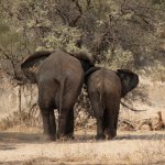 Olifanten in Damaraland