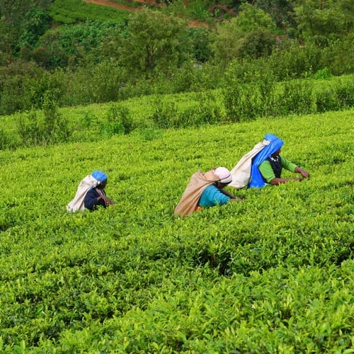 Vrouwen die thee plukken in Nuwara