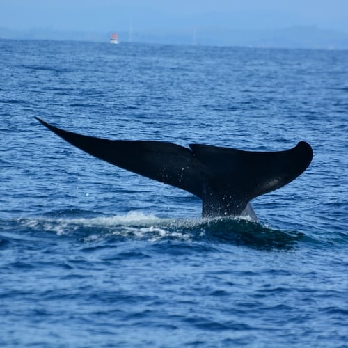 Staart van walvis