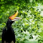 my_al_borneo_neushoornvogel_55464094.jpg