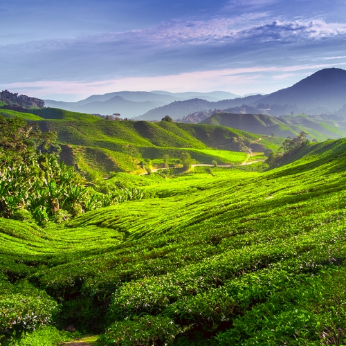 Cameron Highlands
