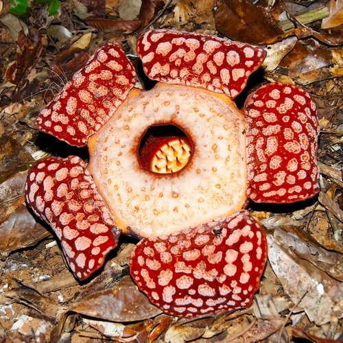 my_belumbloem.jpg