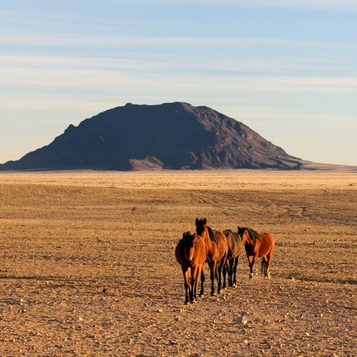 Namibie, Aus
