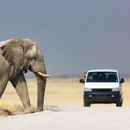 Een olifant in Etosha Nationaal Park
