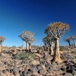 Quiver Tree Forest