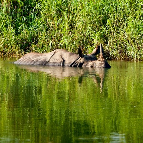 Chitwan nationaal park