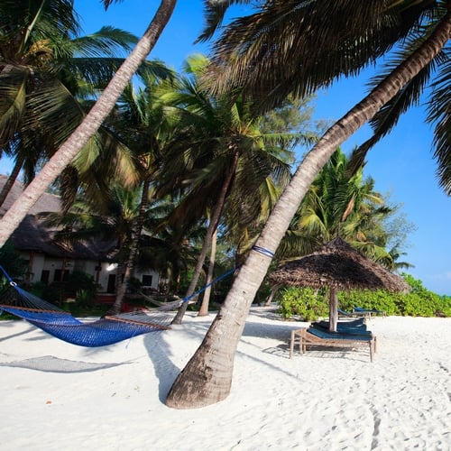 Palmbomen op Zanzibar