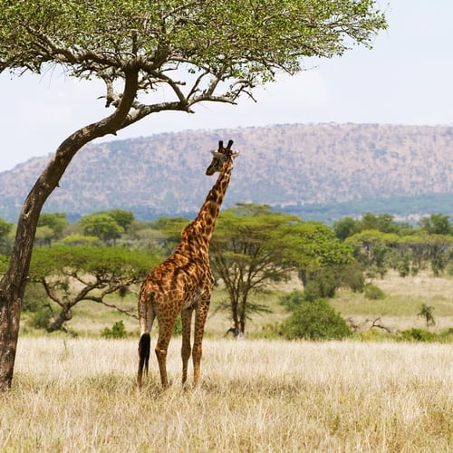 Giraffe in Serengeti NP