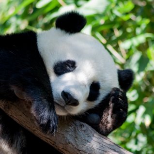 us_al_sandiego_zoo_panda_96006404.jpg