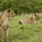 za_krugerpark.jpg