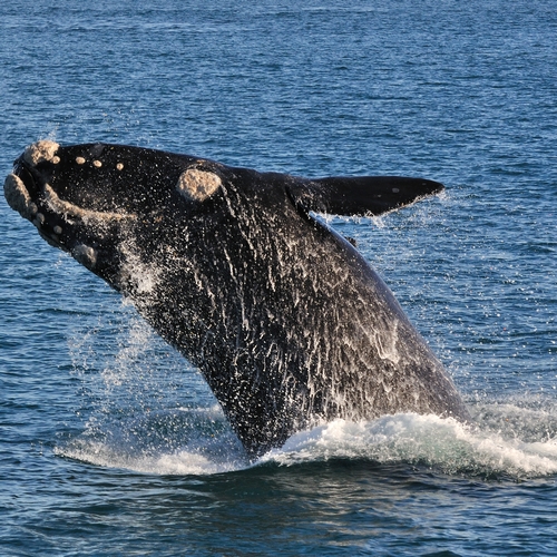 Walvissen kijken Plettenberg Bay
