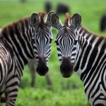 za_al_zebras_91865657.jpg