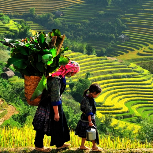 Rijstvelden in Sapa