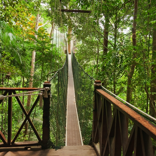 Canopy Walk, Taman Negara