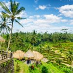 id_al_rijstveldenbali2.jpg