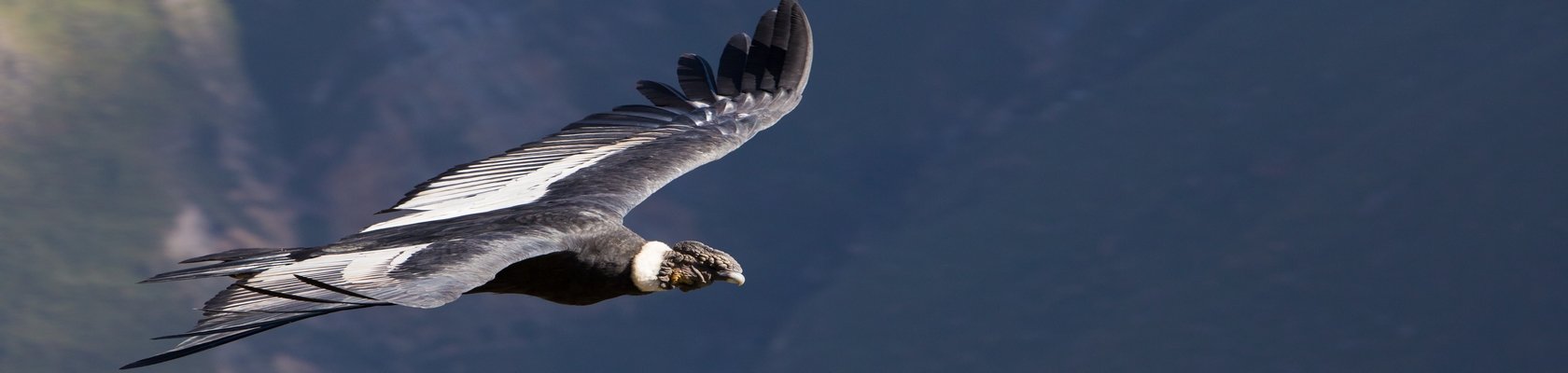 Gigantische condors in de Colca Canyon