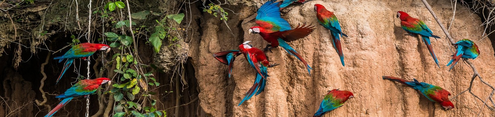 Tambopata Nationaal Reservaat
