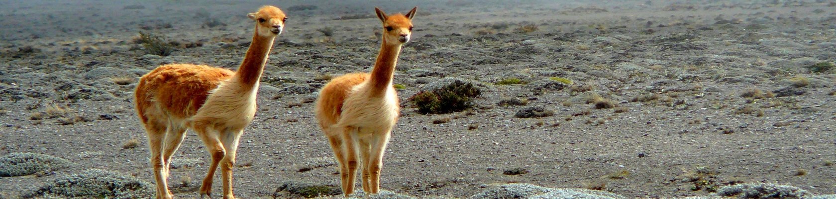 Chimborazo Nationaal Park