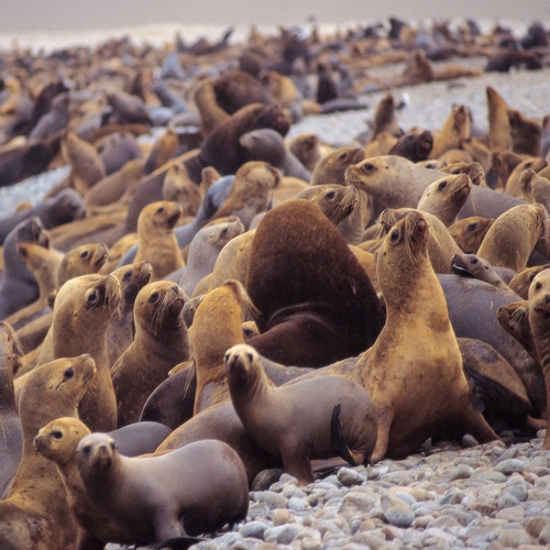 Zeeleeuwen bij Paracas