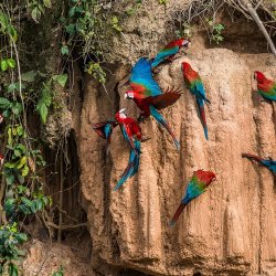 pe_al_tambopata macaws in clay lick.jpg