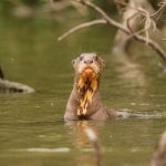 Zwemmende otter in Tambopata Sandoval lake