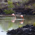 ec_al_galapagosflamingo.jpg